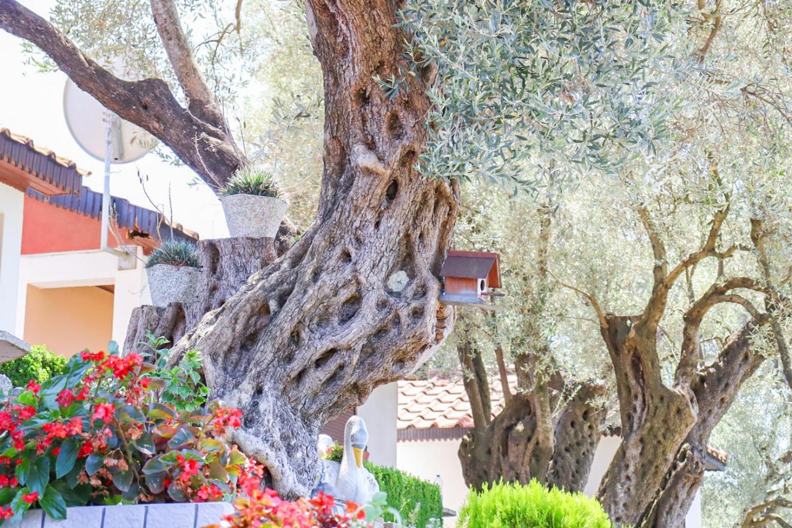 Hilja'S Oliven Garden Bungalows Ulcinj Exteriér fotografie
