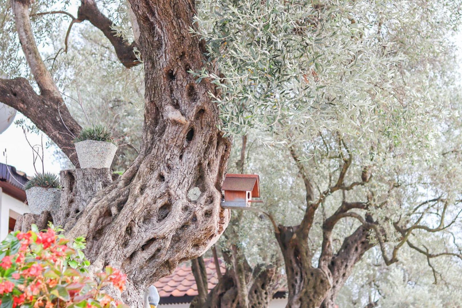 Hilja'S Oliven Garden Bungalows Ulcinj Exteriér fotografie