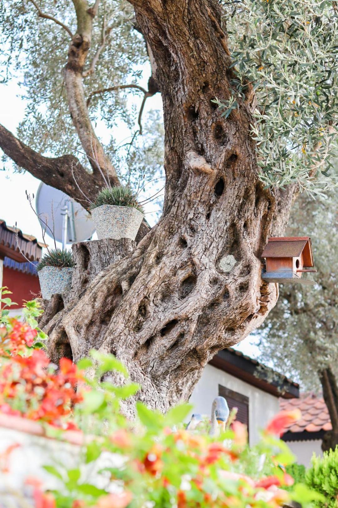 Hilja'S Oliven Garden Bungalows Ulcinj Exteriér fotografie