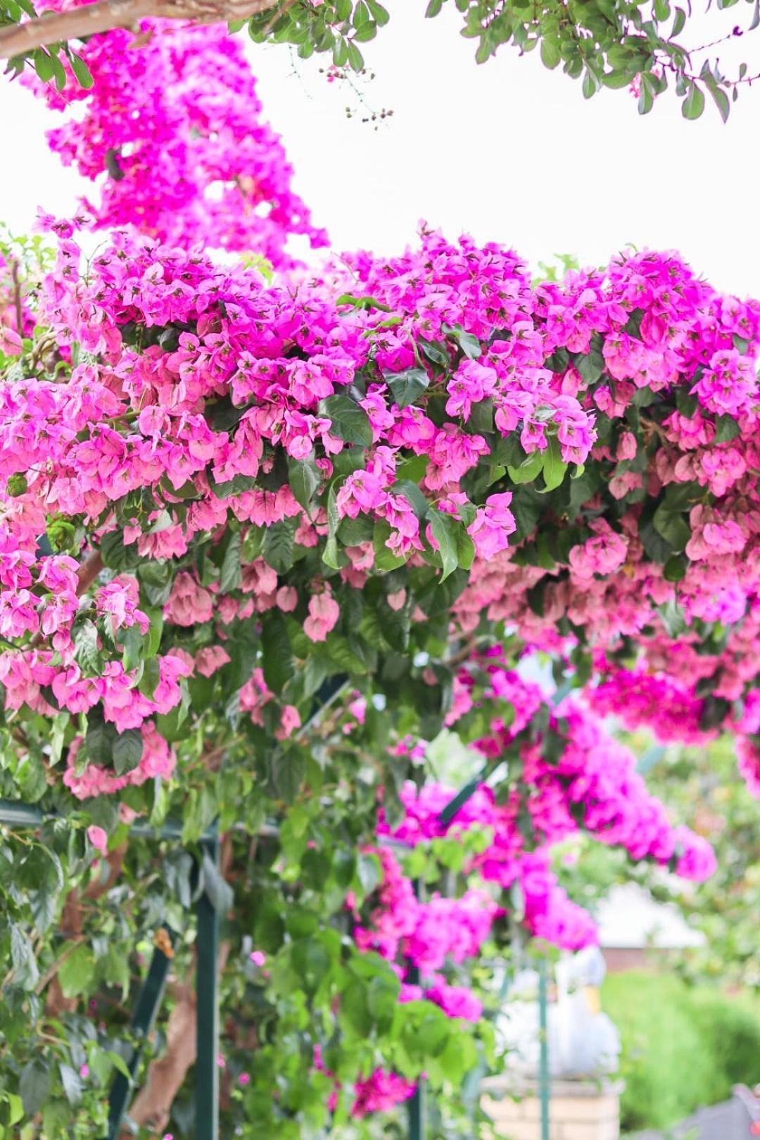 Hilja'S Oliven Garden Bungalows Ulcinj Exteriér fotografie