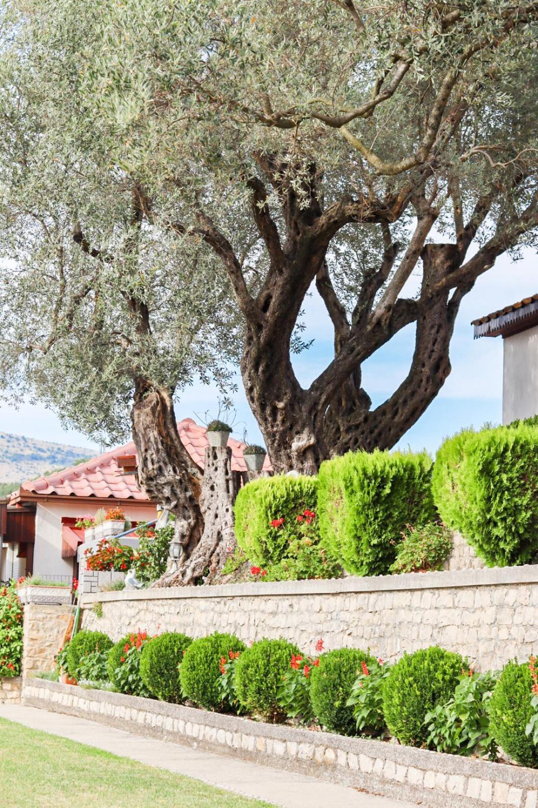 Hilja'S Oliven Garden Bungalows Ulcinj Exteriér fotografie