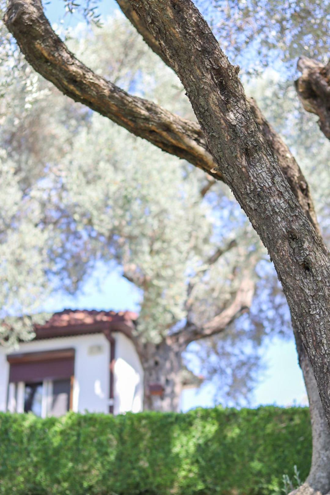 Hilja'S Oliven Garden Bungalows Ulcinj Exteriér fotografie